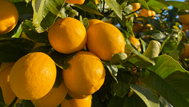 Lemon Growing Guide