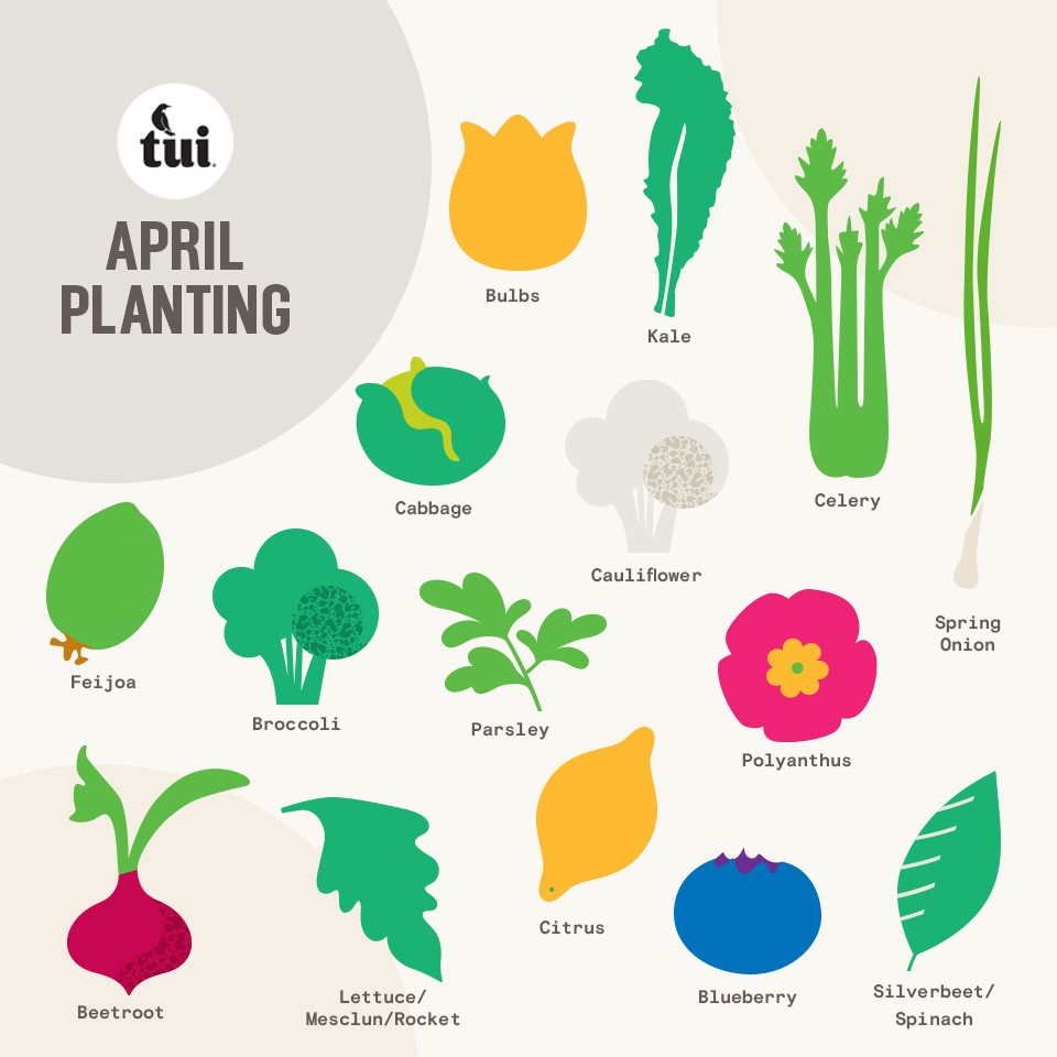 Tui What to plant in april