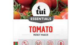 Tomato - Money Maker