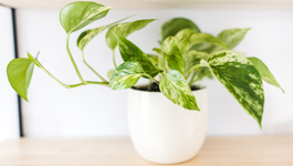 Top 5 hard to kill indoor plants