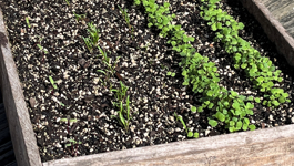 Seed Sowing Frequently Asked Questions