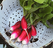 Radish Growing Guide
