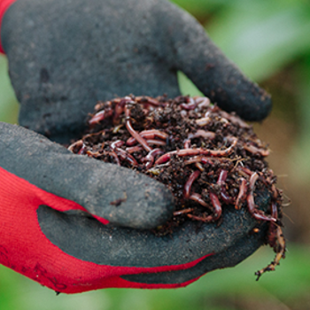 A Beginner's Guide to Worm Farming