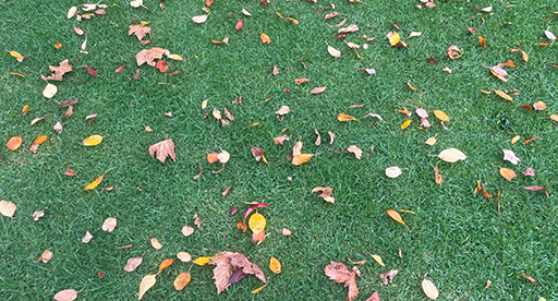 Autumn Lawn Care