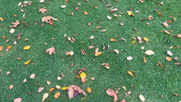 Autumn Lawn Care