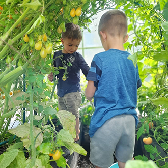 Tomatoes growing up an arch in Jodie's patch