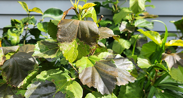 Tui tips for frost damaged plants