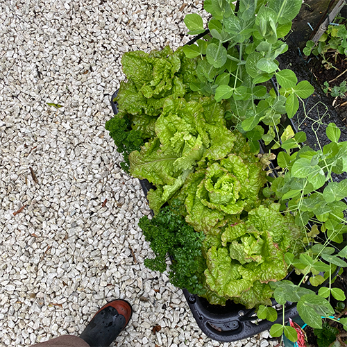 Tui Christmas Gifts Mobile Vege Patch