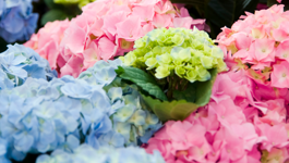 Flower Frequently Asked Questions