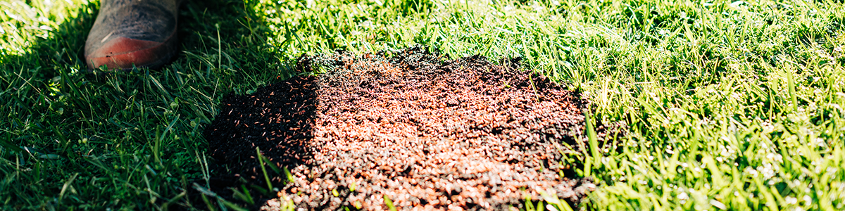 Tui How to patch a lawn