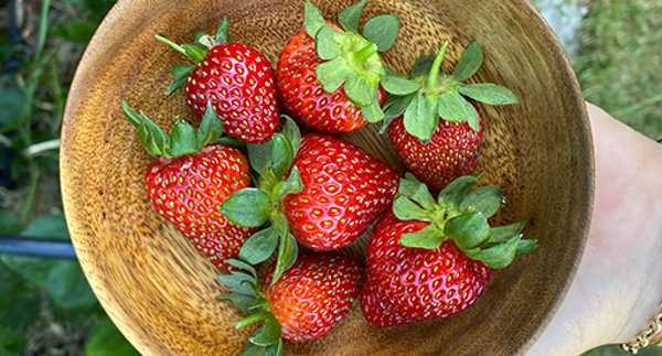 How to grow strawberries NZ