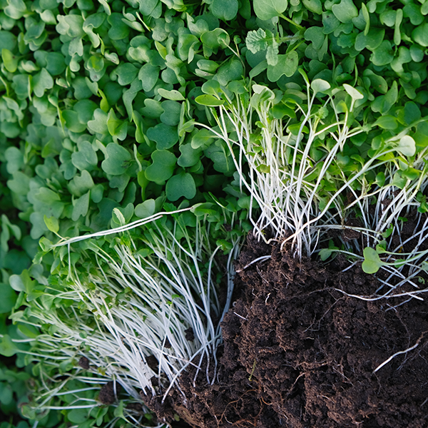 Tui Mustard Cover Crop