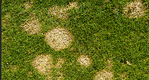 Identify and treat common fungal diseases in lawns