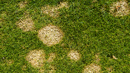 Identify and treat common fungal diseases in lawns