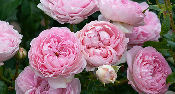 'The Sarjeant Rose'