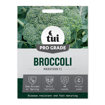 Tui Broccoli Seed - Marathon F1