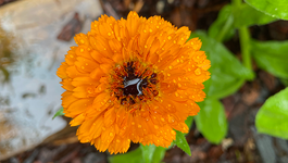 Autumn Companion Plants