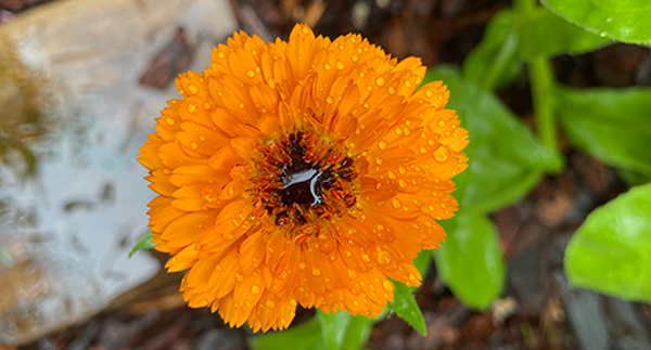 Tui autumn companion plants