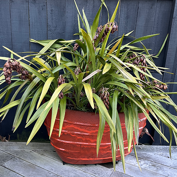 Tui tips for frost damaged plants