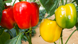 Capsicum Growing Guide