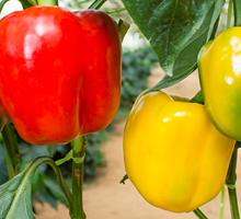 Capsicum Growing Guide