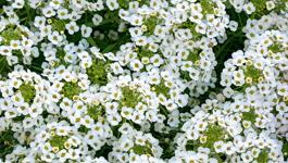 Alyssum Growing Guide 