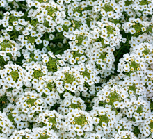 Alyssum Growing Guide