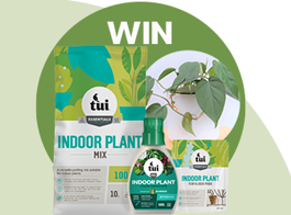 Win an indoor plant pack