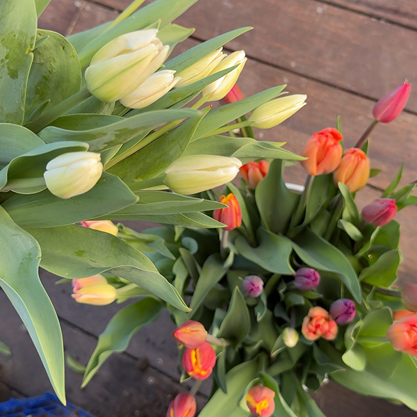 Tui tulip growing inspiration