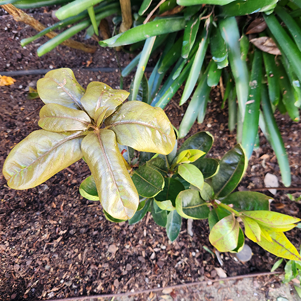 Tui tips for frost damaged plants