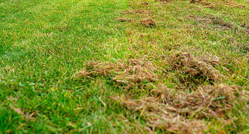 How to identify and treat other lawn problems