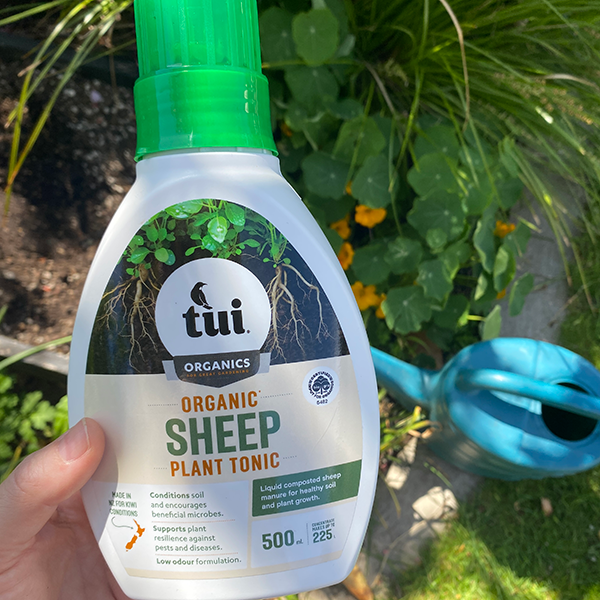 Tui sheep plant tonic in garden