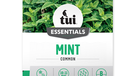Mint - Common