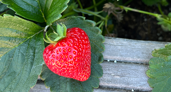 Tui How to grow strawberries in NZ