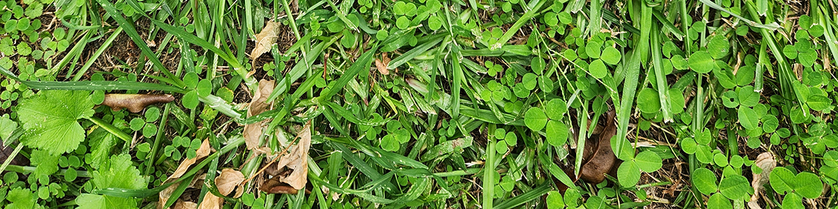 Tui weed control tips for lawns
