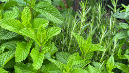 Packed full of flavour – summer herbs