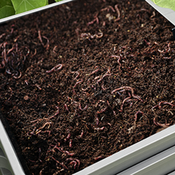 Worm Farming Questions & Answers