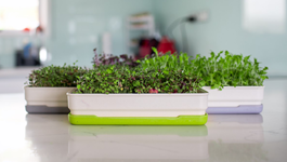 Grow your own microgreens