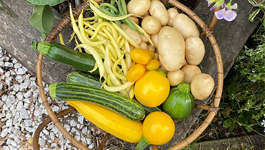 Vegetable Frequently Asked Questions