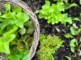 Beginner Gardening Hub