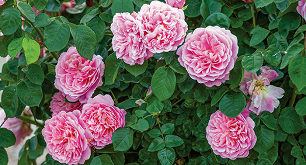 'Eustacia Vye'