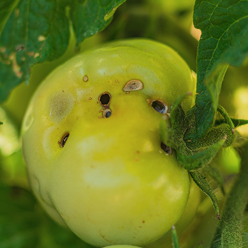 Tui Common tomato problems fruit worm