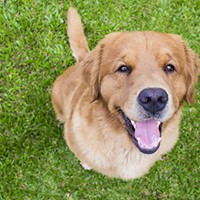 Keeping pets & children off treated lawns