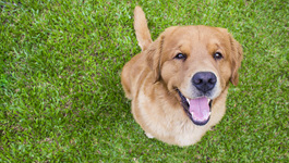 Keeping pets & children off treated lawns