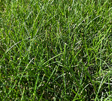 Benefits of Tui LawnForce Superstrike Lawn Seed