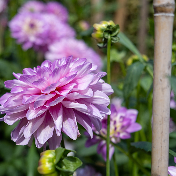 Add stakes when planting dahlias