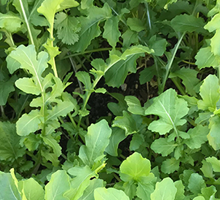 Rocket Growing Guide