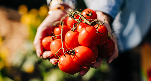 Tomato varieties