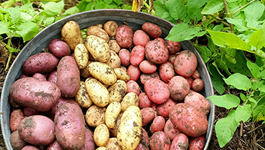 How to grow potatoes with Candy