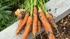 Carrot Growing Guide